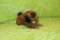Firston, a male Shih Tzu for sale in Macon, GA – 6 of 8
