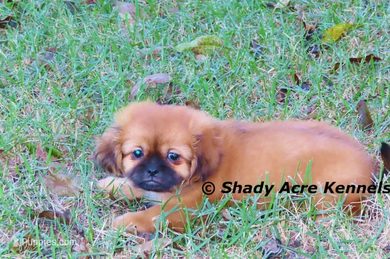 Firston – Shih Tzu puppy for sale in Macon, GA