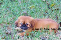 Firston--Parent pics too, a male Shih Tzu for sale in Macon, GA – 2 of 8