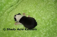 Index-with a Haggarty Spot, a male Miniature Goldendoodle for sale in Macon, GA – 3 of 4