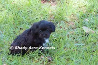Willis, a male Shihpoo for sale in Macon, GA – 7 of 7