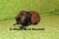 Gibson, a male Mal Shi for sale in Macon, GA – 4 of 6