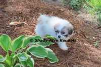 McCavity, a male Shichon for sale in Macon, GA – 1 of 9