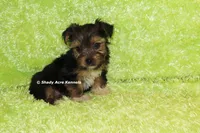 AKC Buckaroo, a male Yorkshire Terrier for sale in Macon, GA – 2 of 8