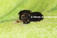 Buckaroo-AKC registration available, a male Yorkshire Terrier for sale in Macon, GA – 5 of 8