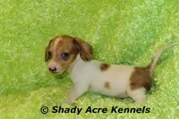 Long Coat Yang, a male Miniature Dachshund for sale in Macon, GA – 4 of 8