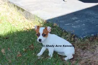 Super Tiny Shorty Anagi, a female Jack Russell Terrier for sale in Macon, GA – 2 of 7