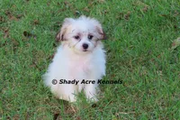 McCavity--Parent pics too, a male Shichon for sale in Macon, GA – 1 of 8