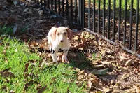 Yang-Parent pics too, a male Miniature Dachshund for sale in Macon, GA – 2 of 10