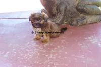 Kin-Parent pics too, a male Shih Tzu for sale in Macon, GA – 4 of 9