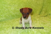 Smooth Shorty Chetan, a male Jack Russell Terrier for sale in Macon, GA – 10 of 10