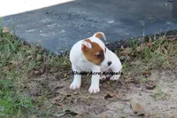 Super Tiny Shorty Anagi, a female Jack Russell Terrier for sale in Macon, GA – 7 of 7