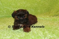 Kin, a male Shih Tzu for sale in Macon, GA – 4 of 9