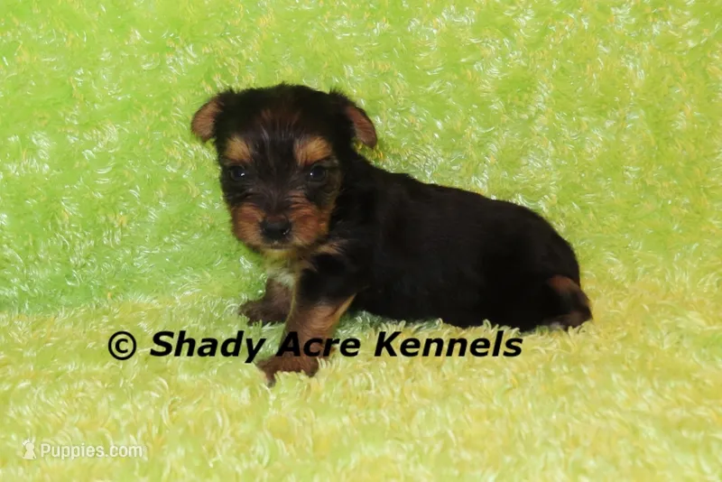 SeaBreeze – Yorkshire Terrier puppy for sale in Macon, GA