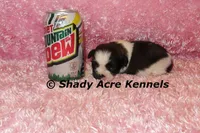 Kitty-ready 3-18, a female Shih Tzu for sale in Macon, GA – Photo 2 of 8