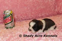 Kitty-ready 3-18, a female Shih Tzu for sale in Macon, GA – Photo 7 of 8