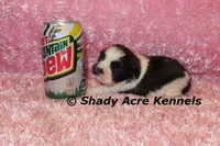 Kitty-ready 3-18, a female Shih Tzu for sale in Macon, GA – Photo 3 of 8