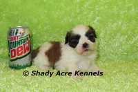 Kirk-ready 3-18, a male Shih Tzu for sale in Macon, GA – Photo 4 of 10