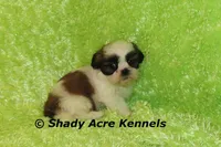 Kirk, a male Shih Tzu for sale in Macon, GA – Photo 4 of 6