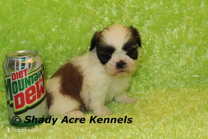 Kirk-ready 3-18, a male Shih Tzu for sale in Macon, GA – Photo 1 of 10