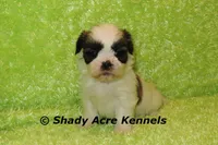 Kirk-ready 3-18, a male Shih Tzu for sale in Macon, GA – Photo 7 of 10