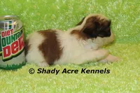 Kirk-ready 3-18, a male Shih Tzu for sale in Macon, GA – Photo 2 of 10