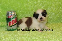 Kirk-ready 3-18, a male Shih Tzu for sale in Macon, GA – Photo 6 of 10