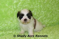 Kirk-ready 3-18, a male Shih Tzu for sale in Macon, GA – Photo 5 of 10