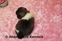 Kitty-ready 3-18, a female Shih Tzu for sale in Macon, GA – Photo 8 of 8