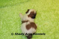 Kirk-ready 3-18, a male Shih Tzu for sale in Macon, GA – Photo 9 of 10