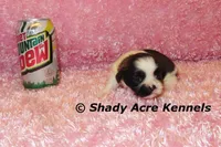 Kitty-ready 3-18, a female Shih Tzu for sale in Macon, GA – Photo 6 of 8