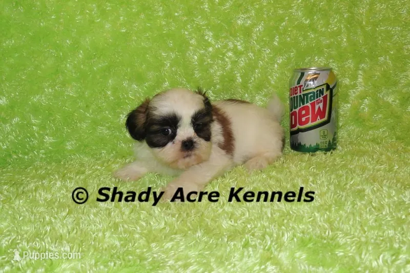 Kirk – Shih Tzu puppy for sale in Macon, GA