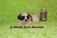Kirk, a male Shih Tzu for sale in Macon, GA – Photo 5 of 6