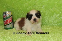 Kirk-ready 3-18, a male Shih Tzu for sale in Macon, GA – Photo 3 of 10