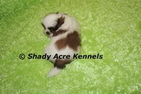 Kirk, a male Shih Tzu for sale in Macon, GA – Photo 2 of 6