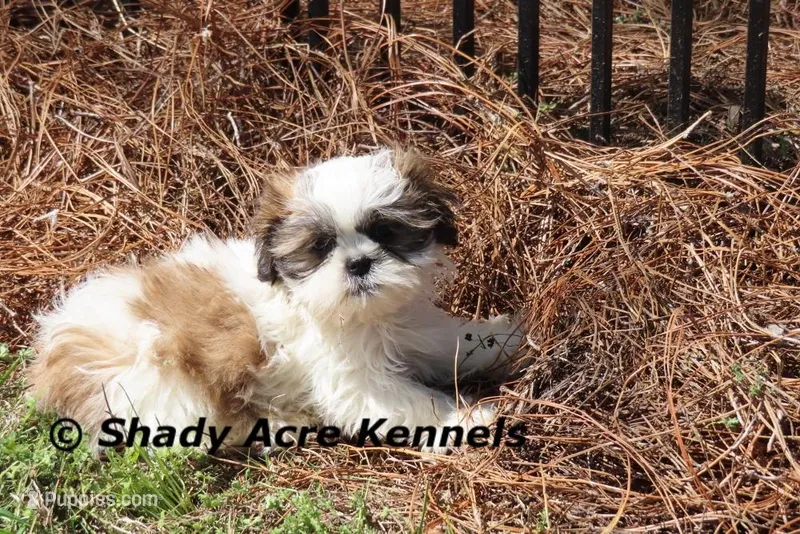Kirk – Shih Tzu puppy for sale in Macon, GA
