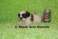 Kirk, a male Shih Tzu for sale in Macon, GA – Photo 6 of 6