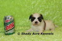 Kirk-ready 3-18, a male Shih Tzu for sale in Macon, GA – Photo 8 of 10