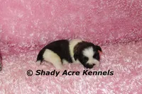Kitty-ready 3-18, a female Shih Tzu for sale in Macon, GA – Photo 5 of 8