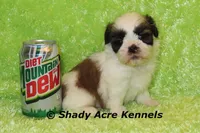 Kirk-ready 3-18, a male Shih Tzu for sale in Macon, GA – Photo 10 of 10