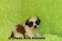 Kirk, a male Shih Tzu for sale in Macon, GA – Photo 1 of 6