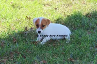 Short, Smooth Android--Parent pics too, a male Jack Russell Terrier for sale in Macon, GA – 5 of 9