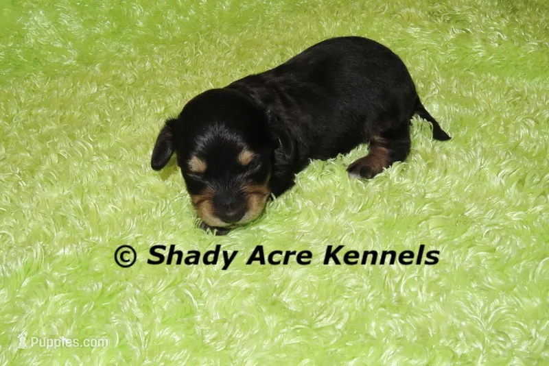 Lochlan – Miniature Dachshund puppy for sale in Macon, GA