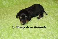 Lochlan, a male Miniature Dachshund for sale in Macon, GA – 1 of 4