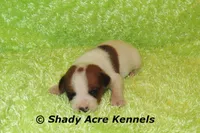 Smooth Shorty Chester, a male Jack Russell Terrier for sale in Macon, GA – 1 of 6