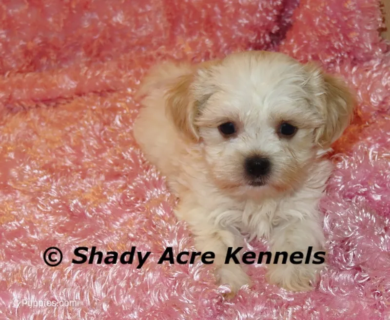 Diamond – Mal Shi puppy for sale in Macon, GA