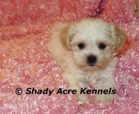 Diamond, a female Mal Shi for sale in Macon, GA – 1 of 10