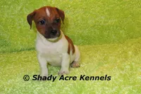 Smooth Shorty Cheff, a male Jack Russell Terrier for sale in Macon, GA – 6 of 10