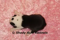 Haggerty Dot Ina, a female Miniature Goldendoodle for sale in Macon, GA – 4 of 6
