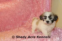 Mae, a female Shichon for sale in Macon, GA – 3 of 10